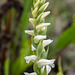 Spiranthes ochroleuca (Yellow ladies'-tresses orchid)