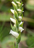 Spiranthes ochroleuca (Yellow ladies'-tresses orchid)
