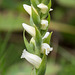 Spiranthes ochroleuca (Yellow ladies'-tresses orchid)