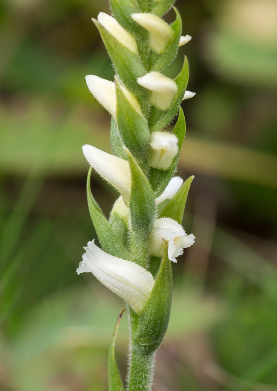Spiranthes ochroleuca (Yellow ladies'-tresses orchid)
