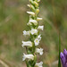 Spiranthes ochroleuca (Yellow nodding ladies'-tresses orchid)