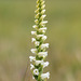 Spiranthes ochroleuca (Yellow nodding ladies'-tresses orchid)