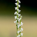 Spiranthes lacera var. gracilis (Northern slender ladies'-tresses orchid)