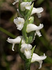 Spiranthes cernua (Nodding ladies'-tresses orchid)