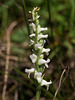 Spiranthes cernua (Nodding ladies'-tresses orchid)