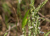 Spiranthes cernua (Nodding ladies'-tresses orchid) + Scudderia furcata (Forked-tail Bush Katydid)