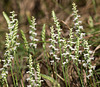 Spiranthes cernua (Nodding ladies'-tresses orchid)