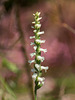 Spiranthes cernua (Nodding ladies'-tresses orchid)