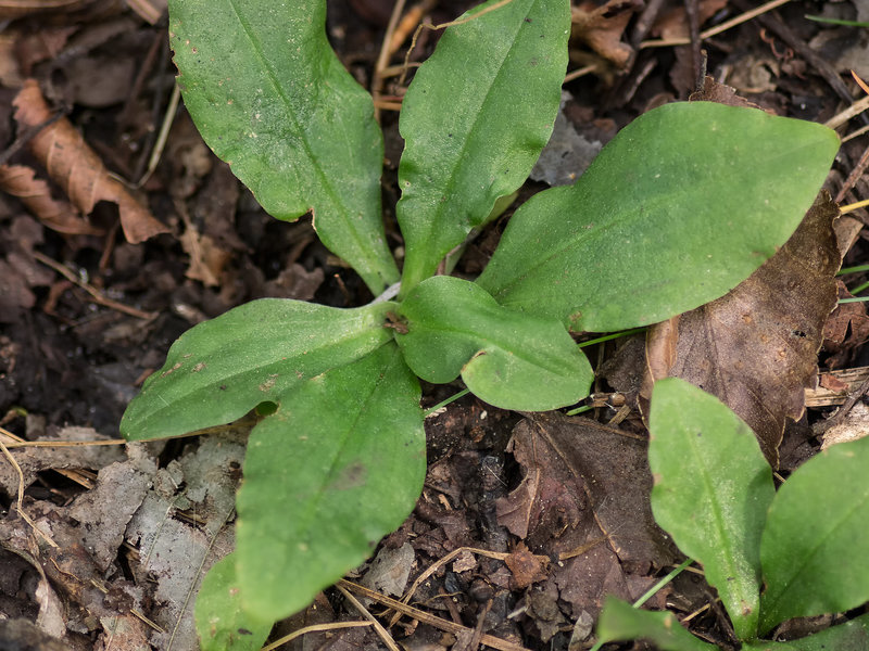 Ponthieva racemosa (Hairy shadow-witch orchid)