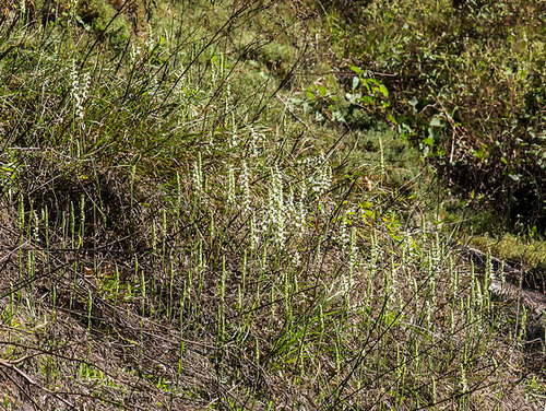 Spiranthes cernua (Nodding ladies'-tresses orchid)