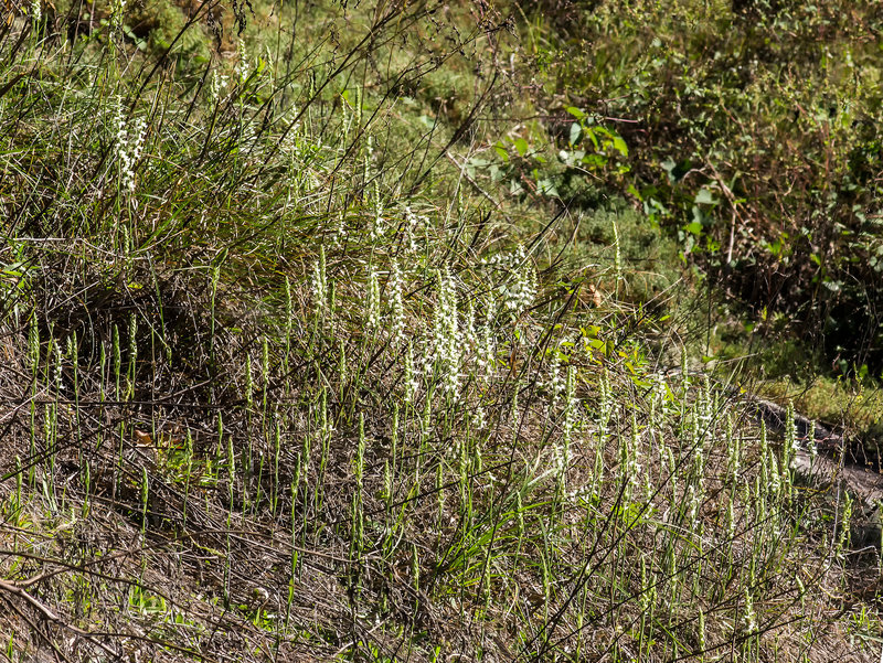 Spiranthes cernua (Nodding ladies'-tresses orchid)