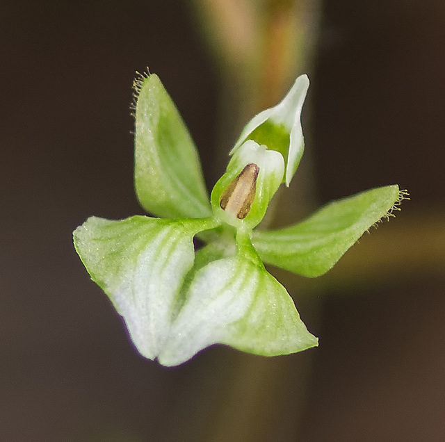 Ponthieva racemosa (Hairy shadow-witch orchid)