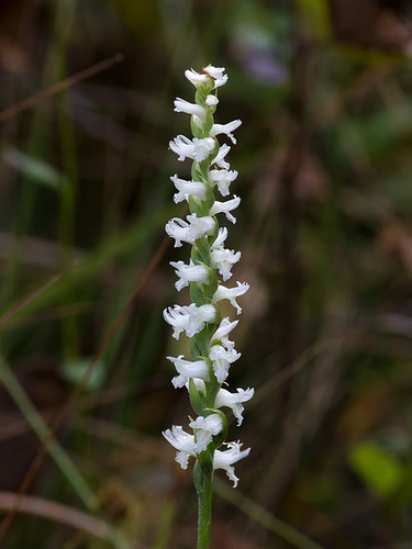 Spiranthes cernua (Nodding ladies'-tresses orchid)