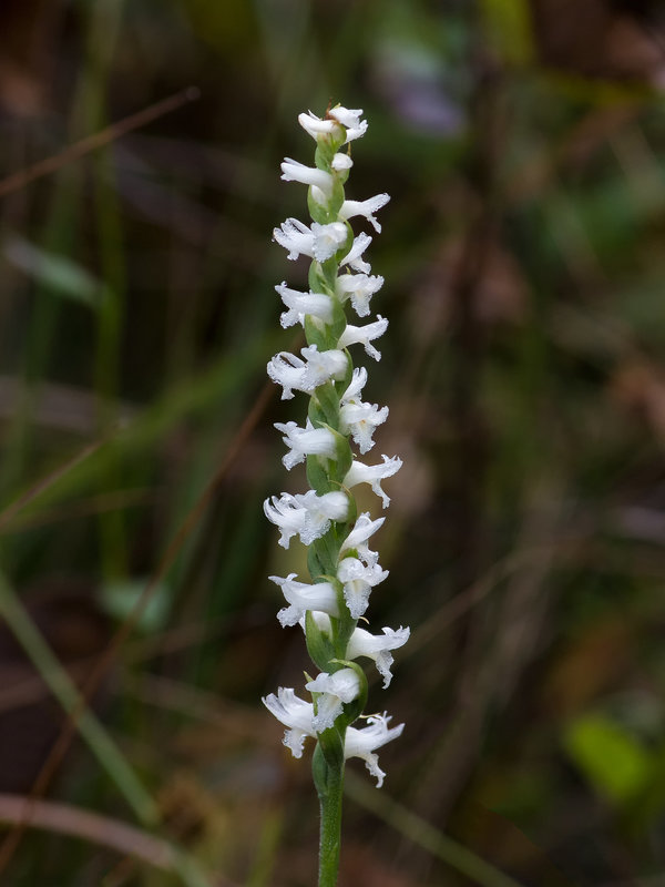 Spiranthes cernua (Nodding ladies'-tresses orchid)