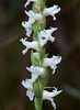 Spiranthes cernua (Nodding ladies'-tresses orchid)