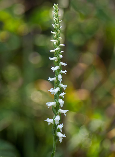 Spiranthes cernua (Nodding ladies'-tresses orchid)