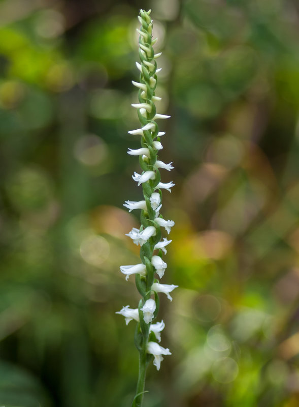Spiranthes cernua (Nodding ladies'-tresses orchid)