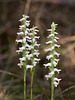 Spiranthes cernua (Nodding ladies'-tresses orchid)