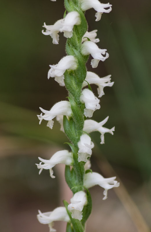 Spiranthes cernua (Nodding ladies'-tresses orchid)