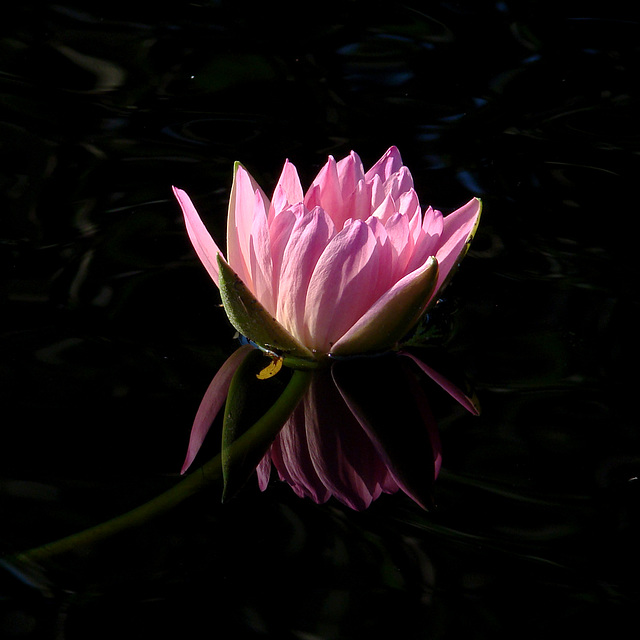 Pink Waterlily