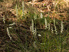 Spiranthes cernua (Nodding ladies'-tresses orchid)