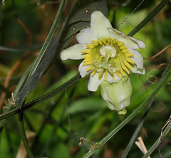 Passiflora biflora