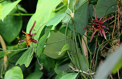 Passiflora 'Sunfire '