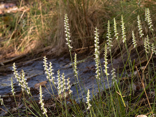 Spiranthes cernua (Nodding ladies'-tresses orchid)