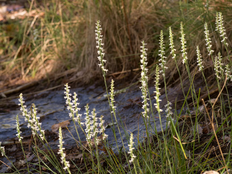 Spiranthes cernua (Nodding ladies'-tresses orchid)