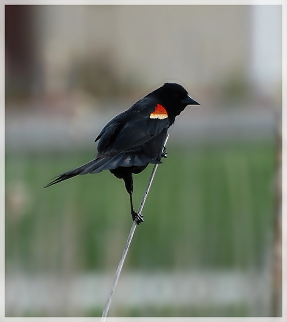 Red winged Black  bird
