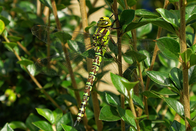 Southern Hawker