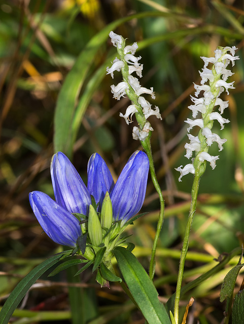 Gentiana saponaria (Soapwort Gentian or Harvestbells) with Spiranthes cernua (Nodding ladies'-tresses orchid)