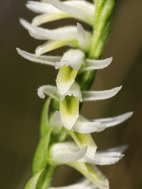 Spiranthes longilabris (Long-lipped ladies'-tresses orchid)