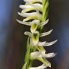 Spiranthes longilabris (Long-lipped ladies'-tresses orchid)