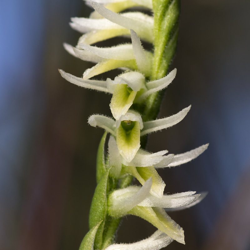 Spiranthes longilabris (Long-lipped ladies'-tresses orchid)