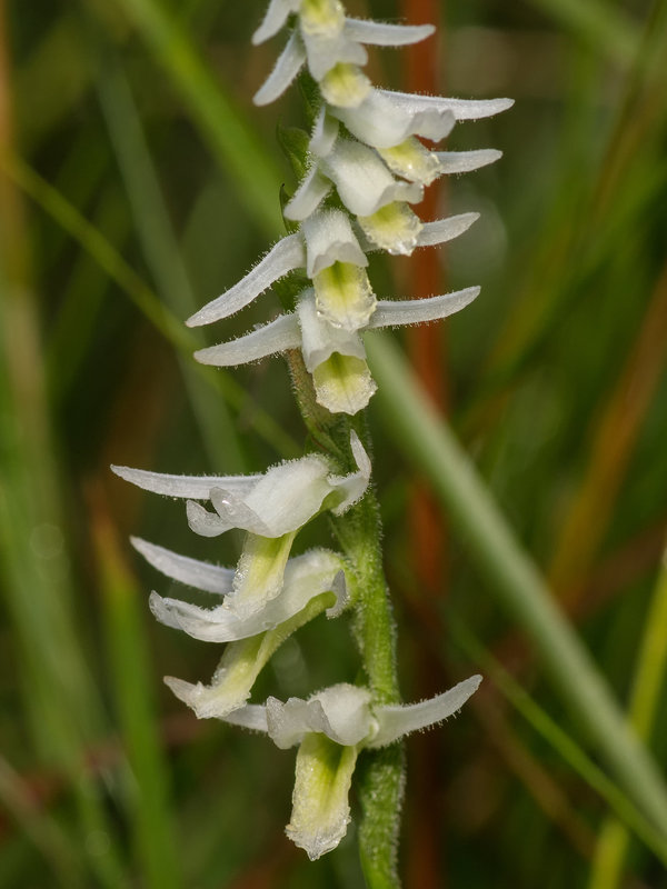 Spiranthes longilabris (Long-lipped ladies'-tresses orchid)