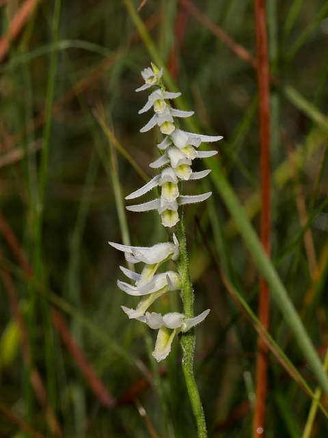 Spiranthes longilabris (Long-lipped ladies'-tresses orchid)