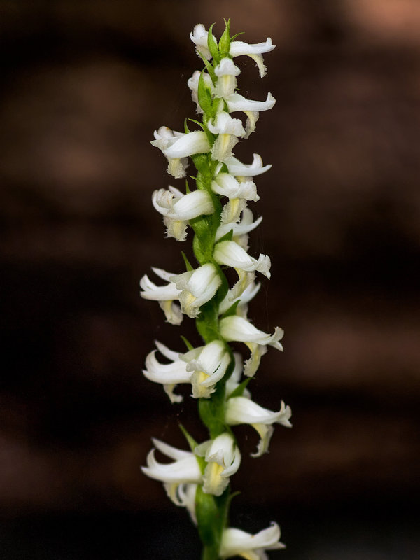 Spiranthes odorata (Fragrant ladies'-tresses orchid)