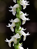 Spiranthes odorata (Fragrant ladies'-tresses orchid)