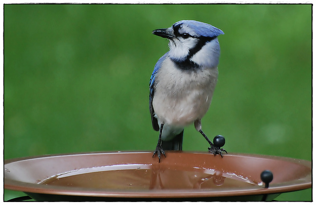 Blue Jay