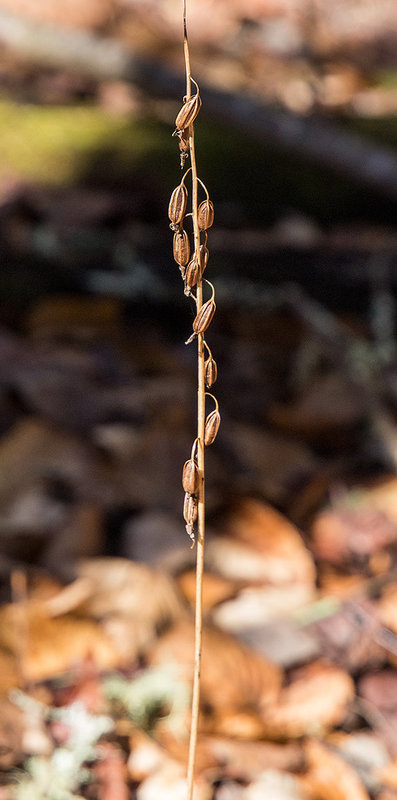 Tipularia discolor capsules