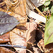 Tipularia discolor leaves