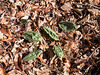 Winter leaves of Aplectrum hyemale (Putty-root orchid)