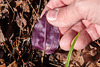 Tipularia discolor (Crane-fly orchid) -- underside of leaf