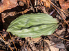 Winter leaves of Aplectrum hyemale (Putty-root orchid)