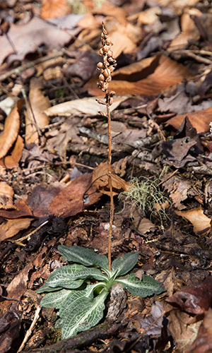 Goodyera pubescens (Downy rattlesnake plantain) -- leaves and seed capsules