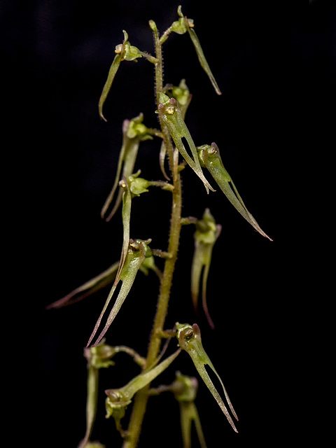 Neottia bifolia (Southern Twayblade orchid)