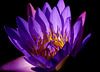 Purple Waterlily