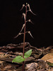 Neottia bifolia (Southern Twayblade orchid)