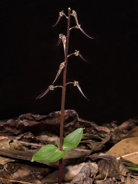 Neottia bifolia (Southern Twayblade orchid)